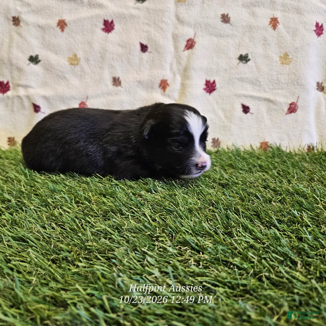 Toy Australian Shepherd dogs for sale: Cookie - Ad 1