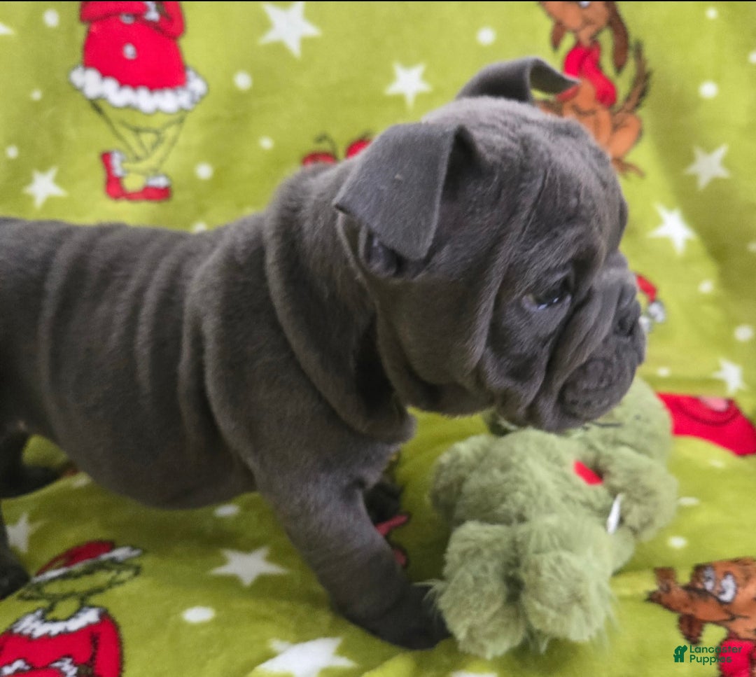 English Bulldog dogs for sale: Lucy - Ad 4