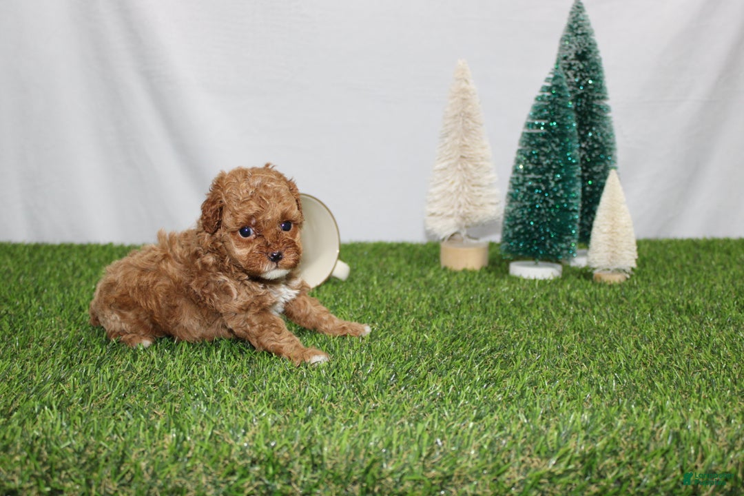 Toy Poodle dogs for sale: Asher - Ad 3