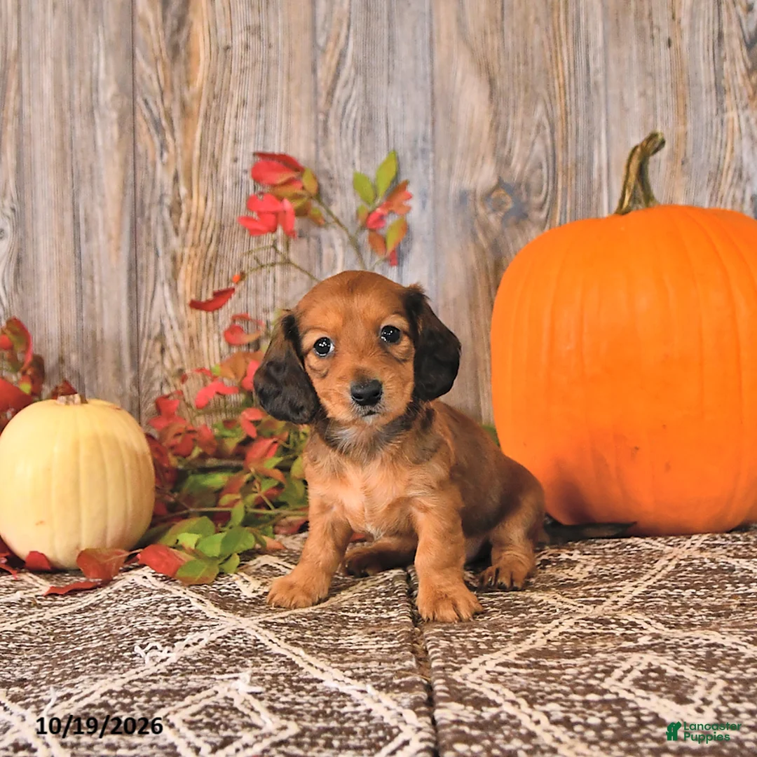 Dachshund dogs for sale: Daisy - Ad 1