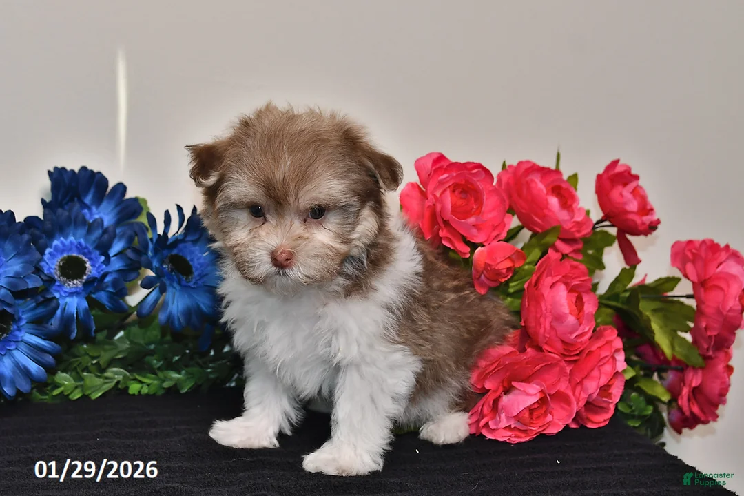 Havanese dogs for sale: Timmy - Ad 2