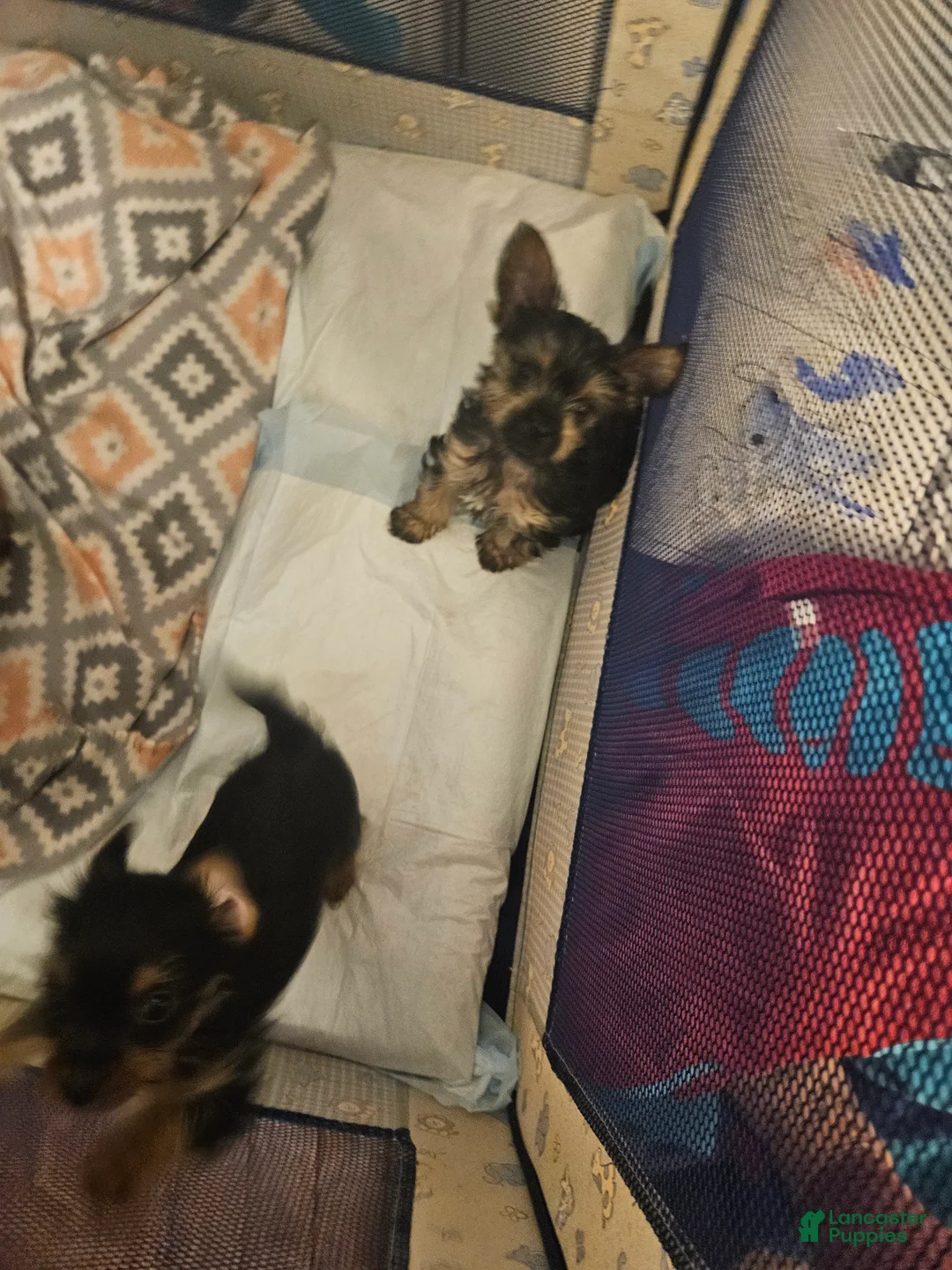 Yorkshire Terrier dogs for sale: Yorkshire Terrier Puppy 2 - Ad 2