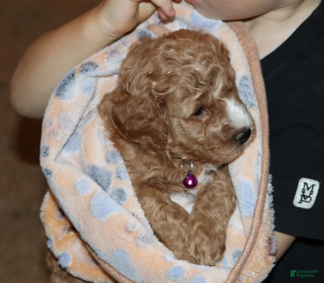 Mini Goldendoodle dogs for sale: Wendy 🌷 Genetic Clear Parents - Ad 11