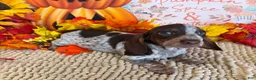 Miniature Dachshund dogs for sale: Bessie - Ad 3