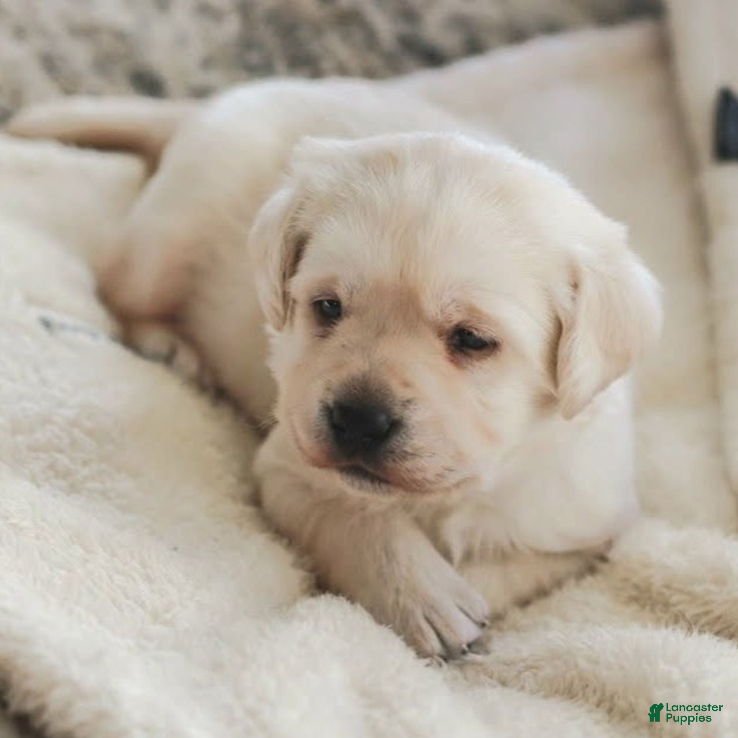 Labrador Retriever dogs Honey  - Ad 1