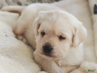 Labrador Retriever dogs Honey - Ad 3