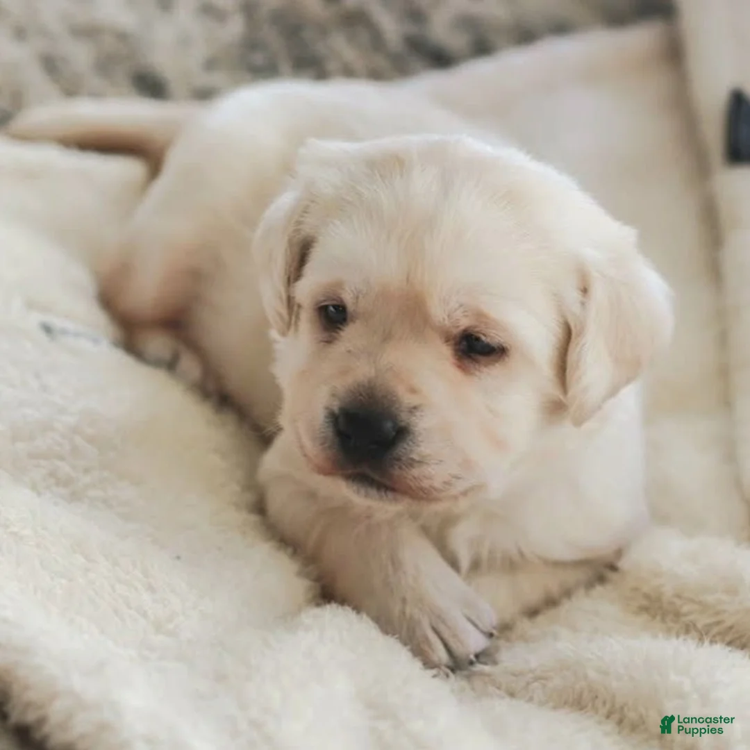 Labrador Retriever dogs for sale: Honey  - Ad 2