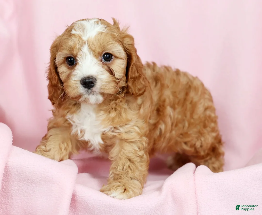 Cavapoo dogs for sale: Crystal - Ad 8