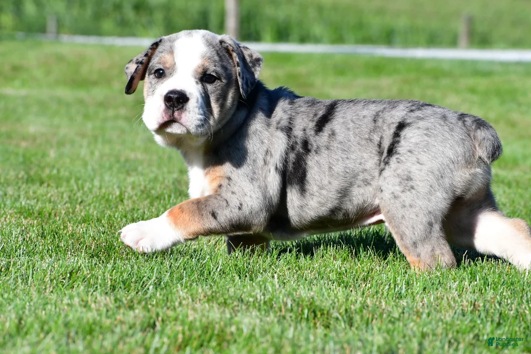 Beabull dogs for sale: Bo - Ad 2