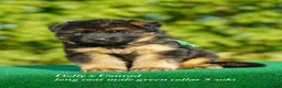 German Shepherd dogs for sale: German Shepherd purple collar - Ad 7