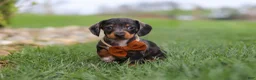 Miniature Dachshund dogs for sale: Leo - Ad 5