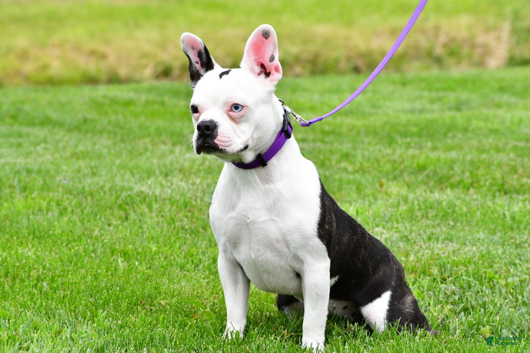 Mixed Breed dogs for sale: Lucy - Ad 7