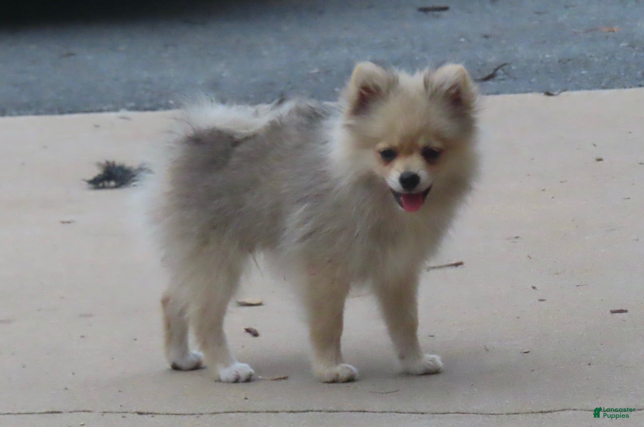 Pomeranian dogs Randy - Ad 1
