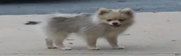 Pomeranian dogs for sale: Randy - Ad 1