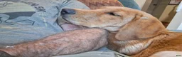 Labrador Retriever dogs for sale: Labrador Retriever 1 - Ad 2
