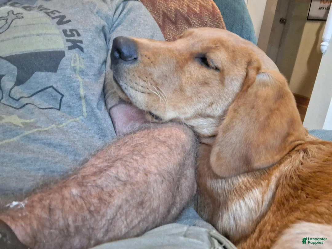 Labrador Retriever dogs for sale: Labrador Retriever 1 - Ad 2
