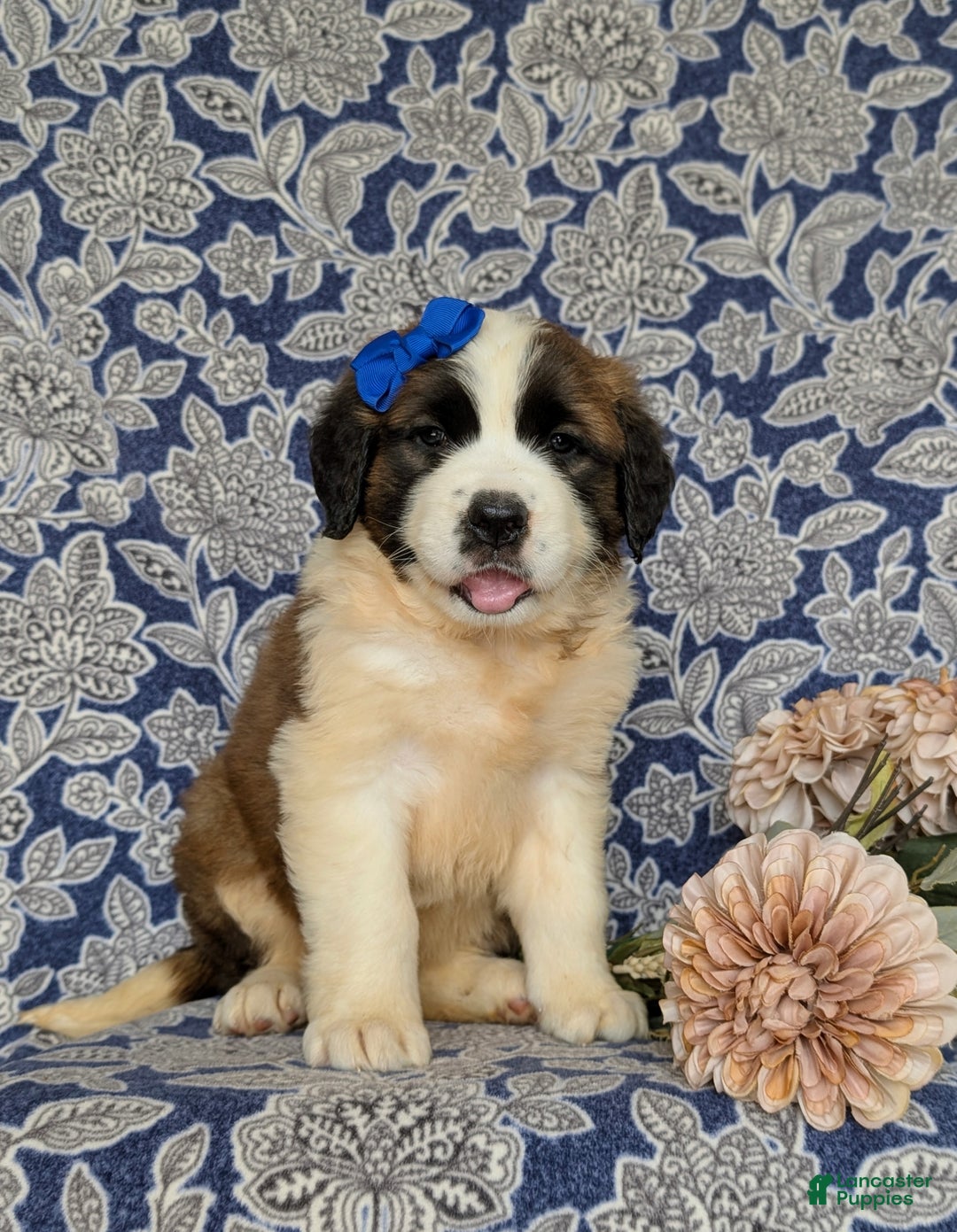 Saint Bernard dogs for sale: Midge - Ad 3