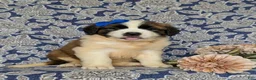 Saint Bernard dogs for sale: Midge - Ad 3