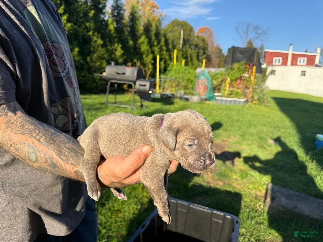 Cane Corso dogs for sale: Lily - Ad 2