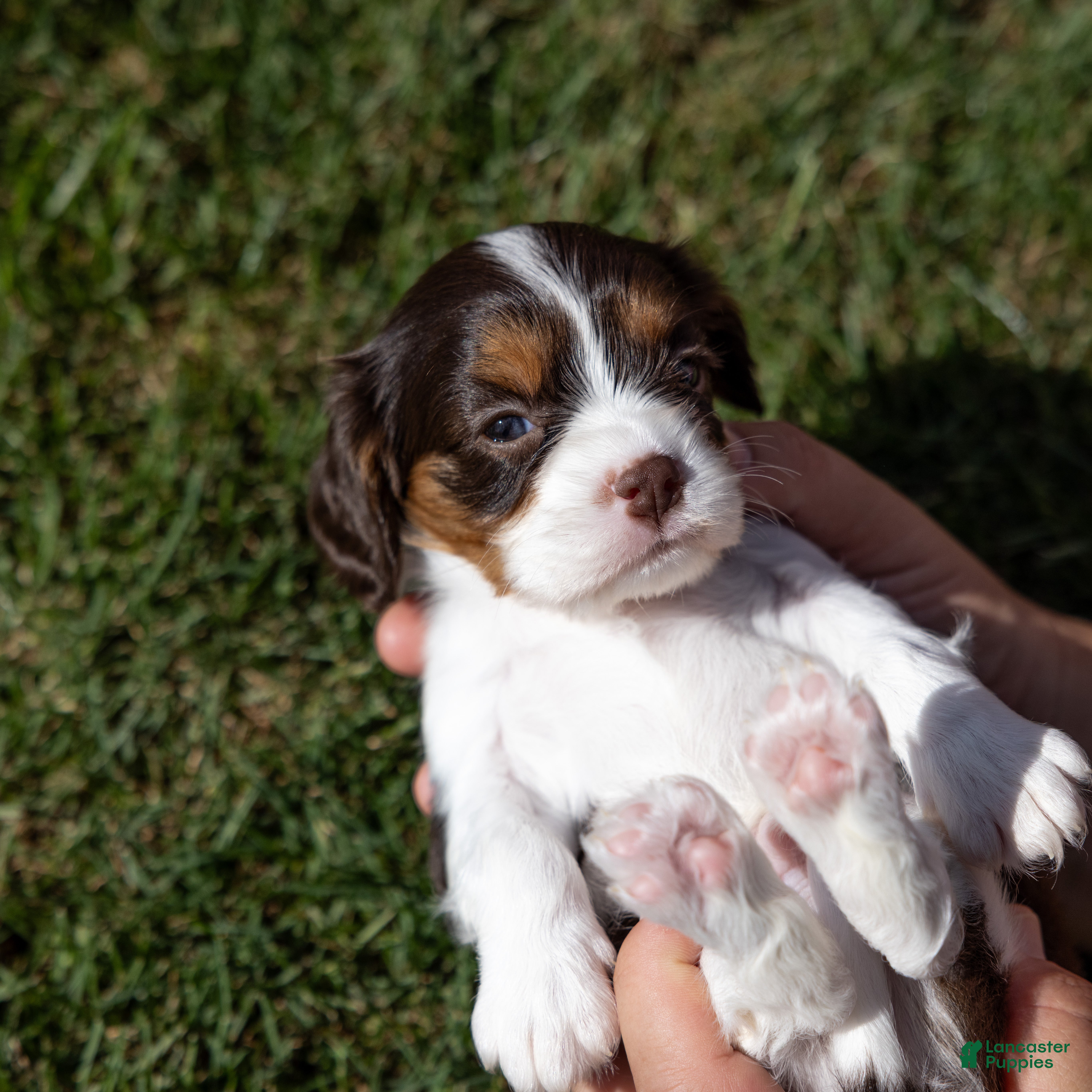 Cavalier King Charles Spaniel dogs Cavalier King Charles Spaniel 1 - Ad 2