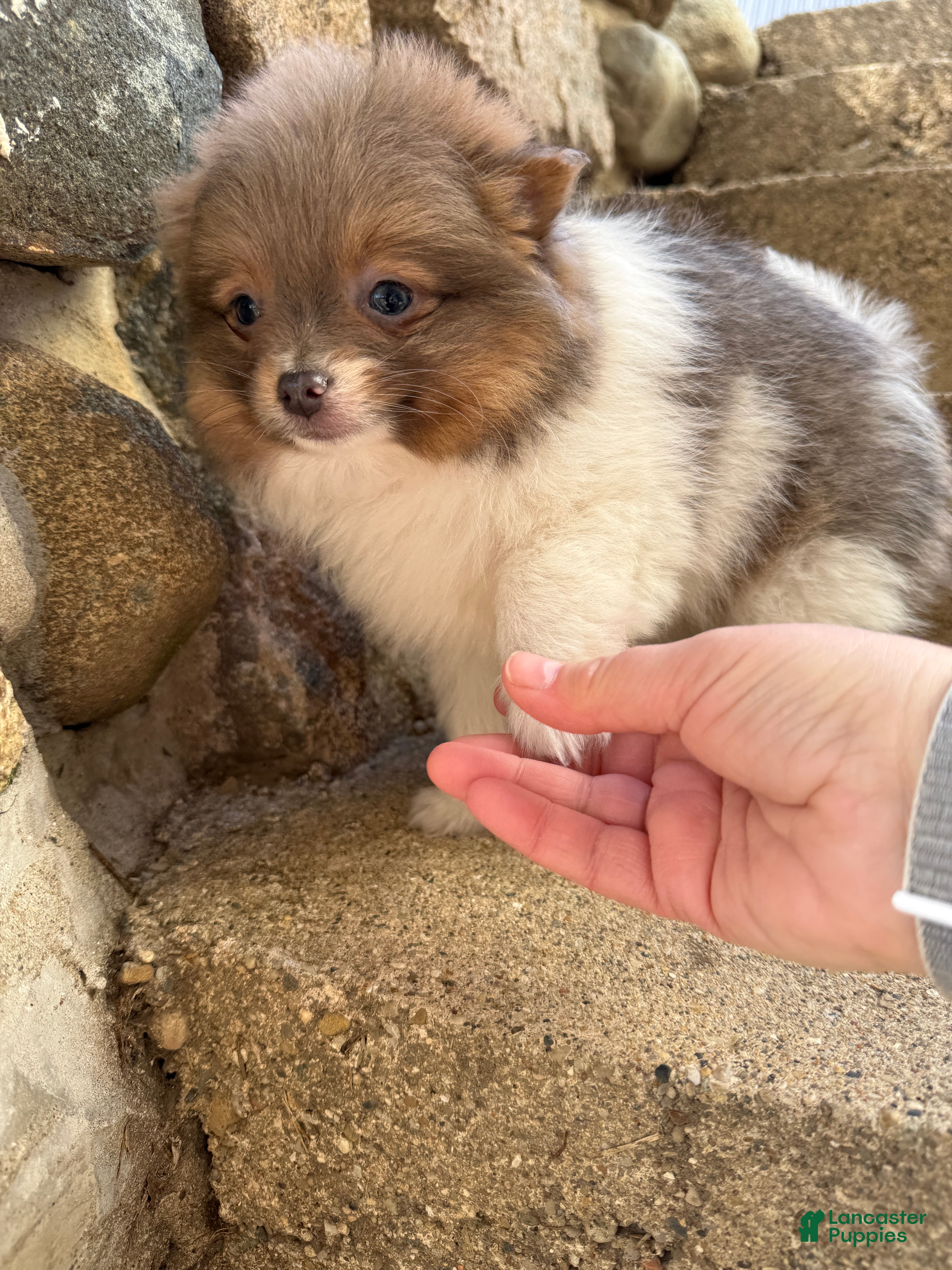 Pomeranian dogs Charlie - Ad 2