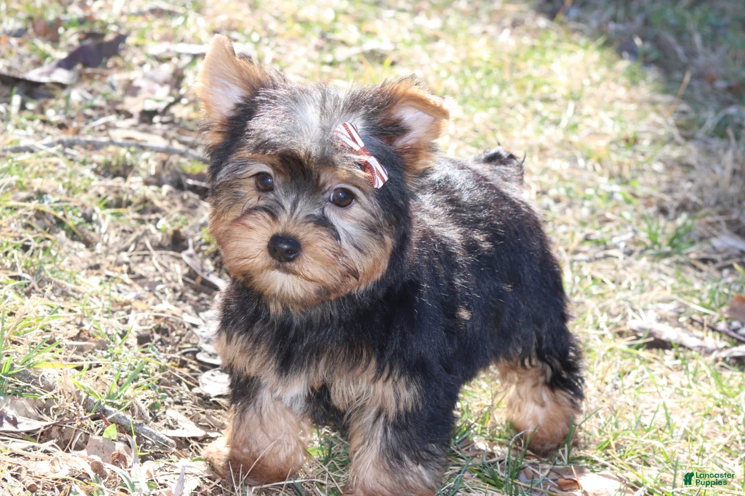 Yorkshire Terrier dogs for sale: Destiny - Ad 3