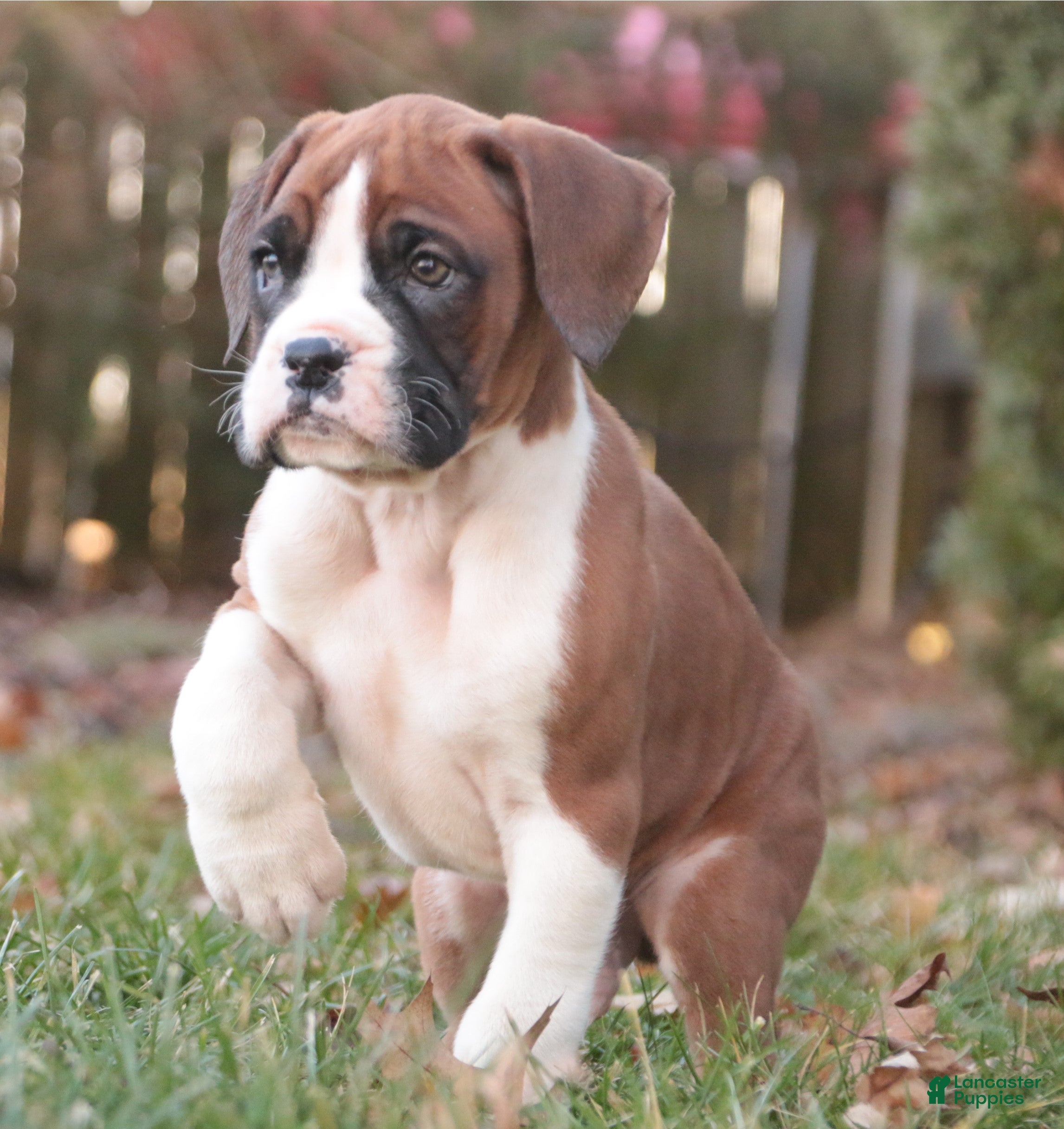 Boxer dogs Asher - Ad 22