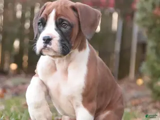 Boxer dogs Asher - Ad 24