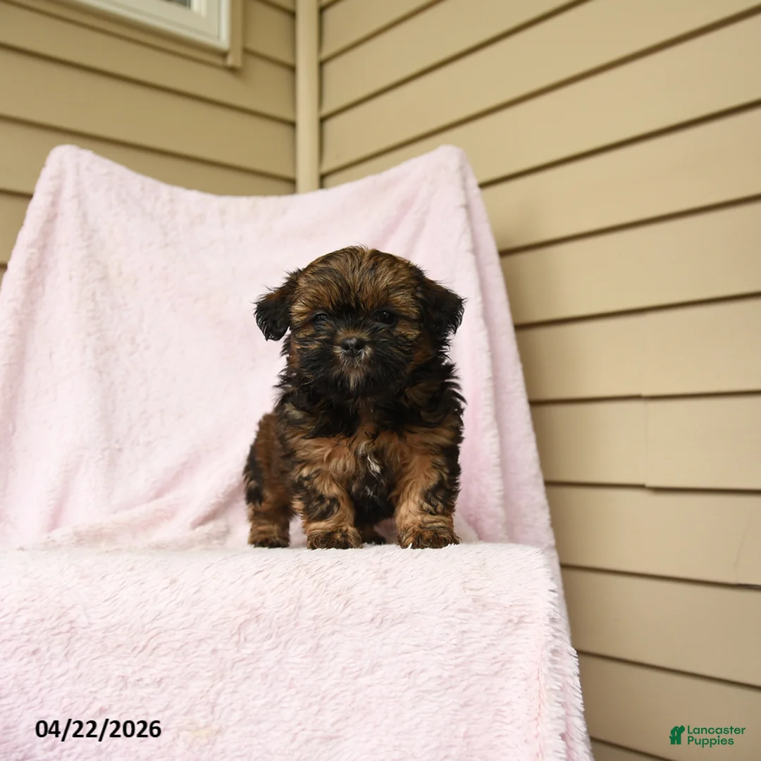 Bichpoo dogs for sale: Gretel - Ad 1