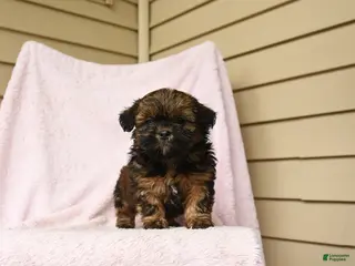 Bichpoo dogs for sale: Gretel - Ad 2