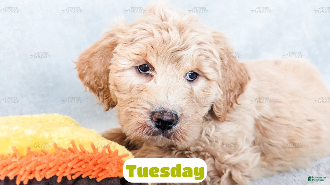 Goldendoodle dogs for sale: Tuesday - Ad 5