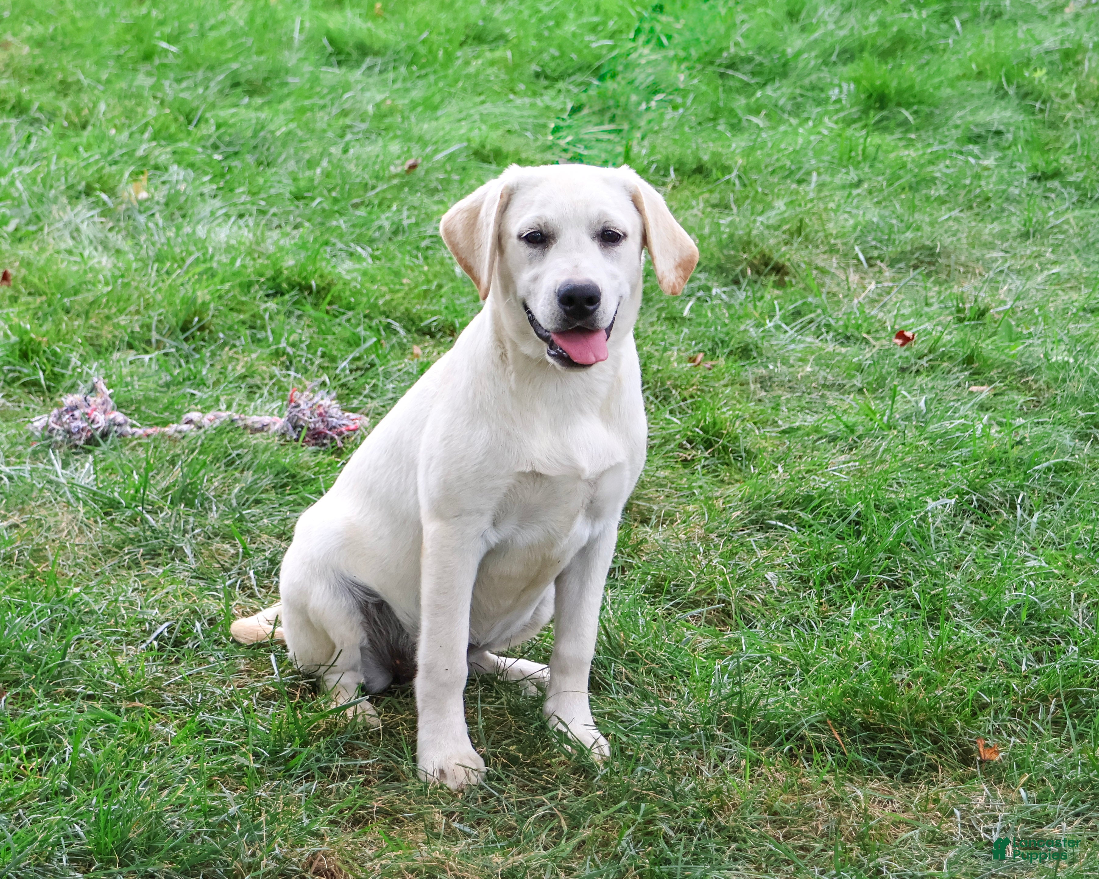 Labrador Retriever dogs Whitney - Ad 2