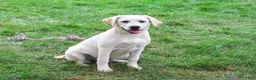 Labrador Retriever dogs for sale: Whitney - Ad 2
