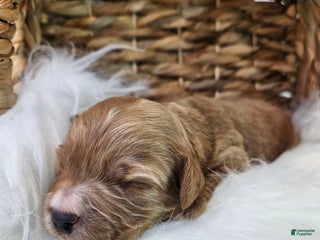 Cavapoo dogs - Ad 10