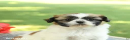 Shih Tzu dogs for sale: Lilac - Ad 4