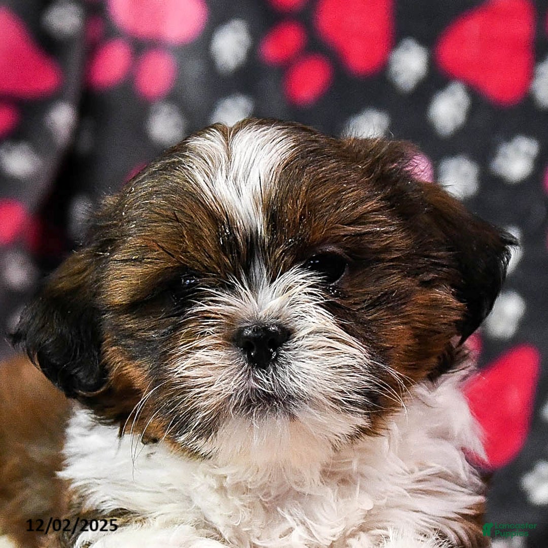 Shih Tzu dogs for sale: Ozzie - Ad 5