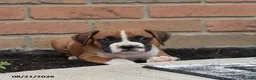 Boxer dogs for sale: Quincy - Ad 6
