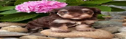 Havapoo dogs for sale: Tommy - Ad 1