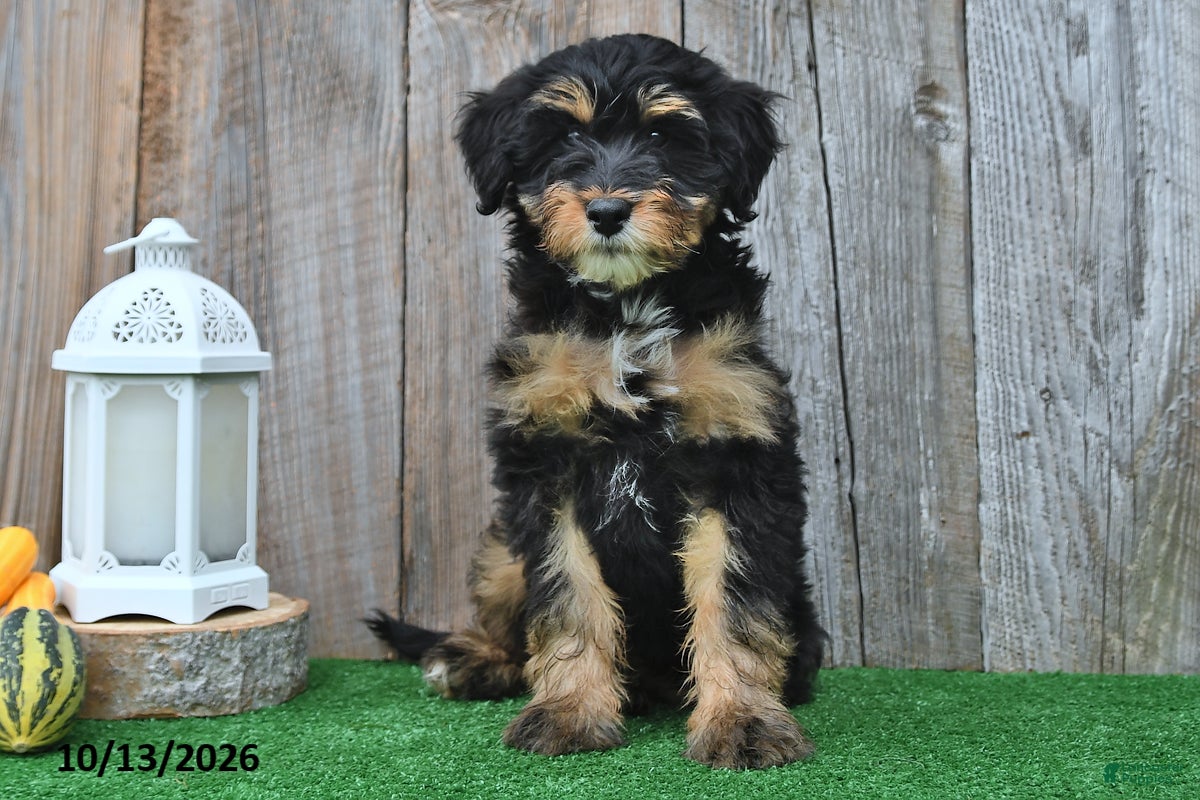 Mini Aussiedoodle dogs Judy - Ad 2