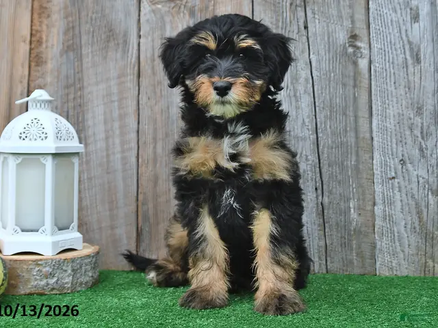 Mini Aussiedoodle dogs for sale: Judy - Ad 2