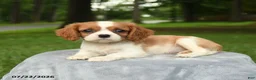 Cavalier King Charles Spaniel dogs for sale: Magnolia - Ad 2