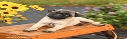 Pug dogs for sale: Nero - Ad 4