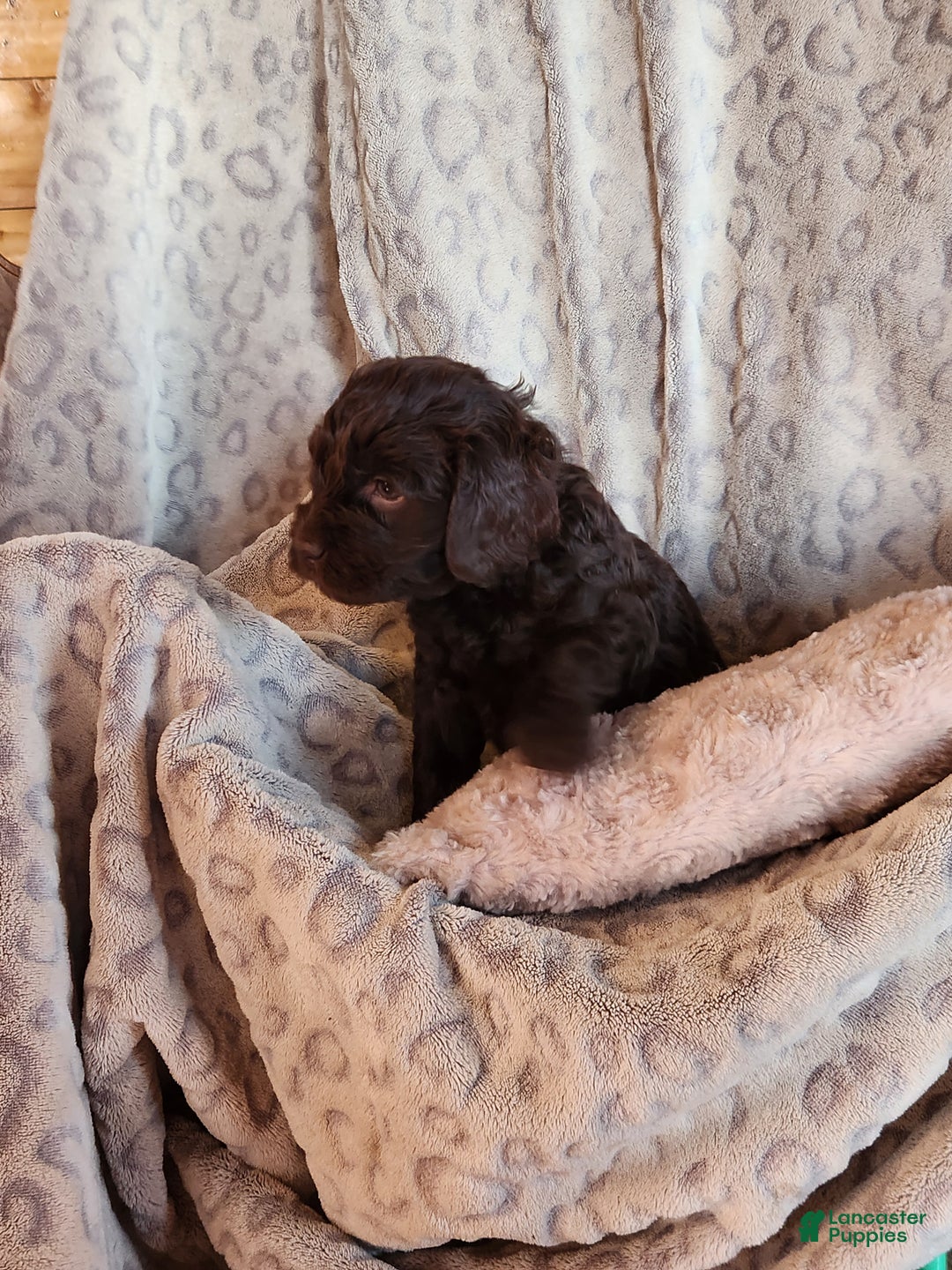 Mixed Breed dogs for sale: Lexie - Ad 9