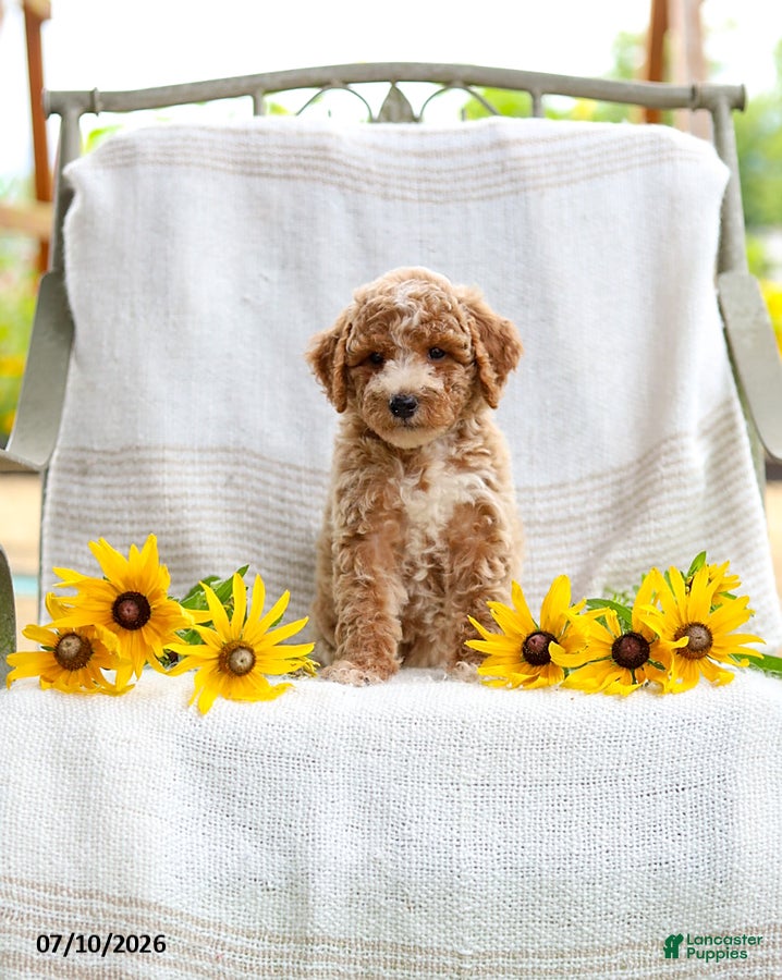 Mini Goldendoodle dogs Jessie - Ad 1