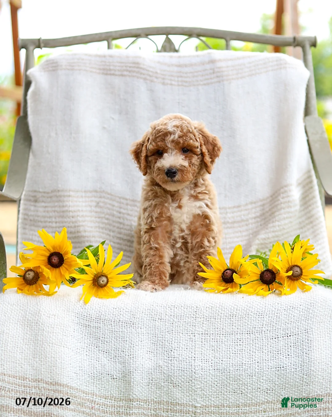 Mini Goldendoodle dogs for sale: Jessie - Ad 1