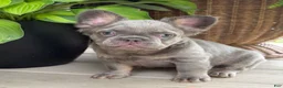 French Bulldog dogs for sale: Poppy  - Ad 5