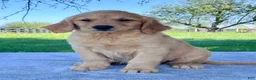 Golden Retriever dogs for sale: Indigo - Ad 3
