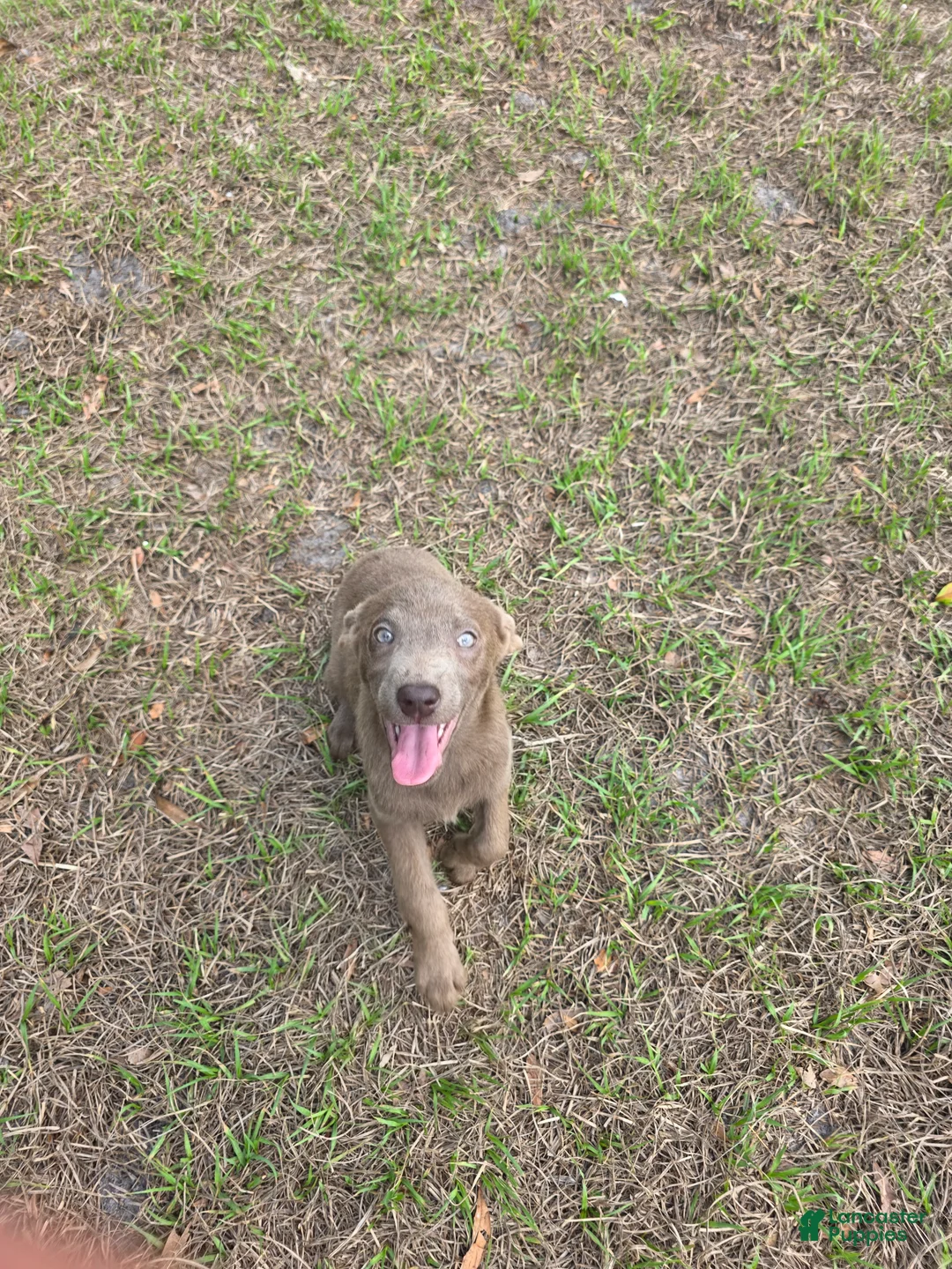 Labrador Retriever dogs for sale: Labrador Retriever channel - Ad 3