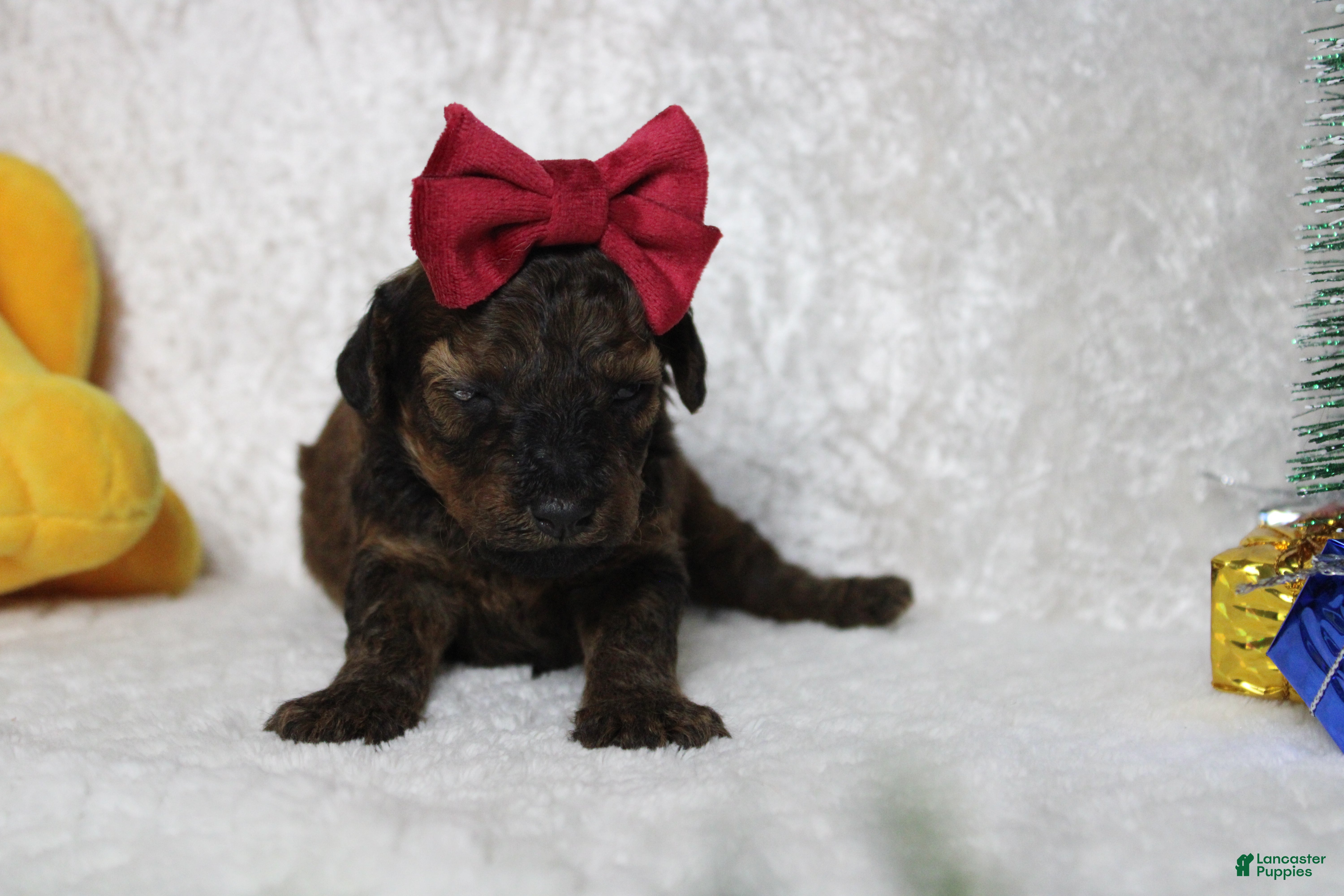 Toy Poodle dogs Sardonyx - Ad 16