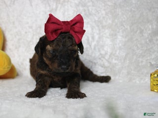 Toy Poodle dogs Sardonyx - Ad 16